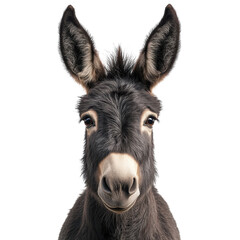 A gentle donkey with kind eyes looks directly forward connecting soulfully on transparent background