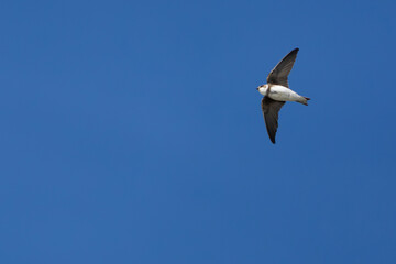 L'hirondelle © antoine