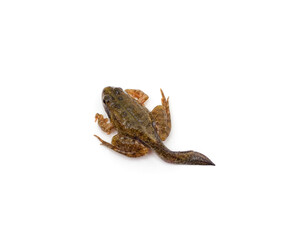 One brown little tadpole.