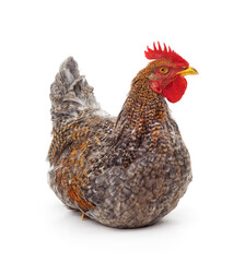 One grey chicken.