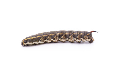 One brown caterpillar.
