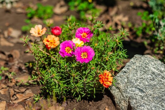 A cluster of vibrant portulaca flowers in various colors blooms in a garden scene.