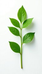 Fototapeta premium Single stem of green plant isolated on white background, texture, foliage, leafy