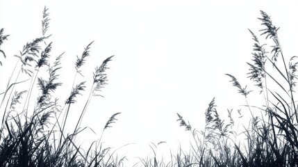 Dark Silhouette of Tall Grasses Against White Background