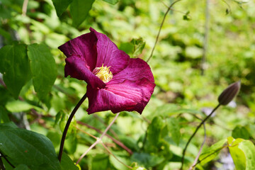 Clematis Ville de Lyon flower.