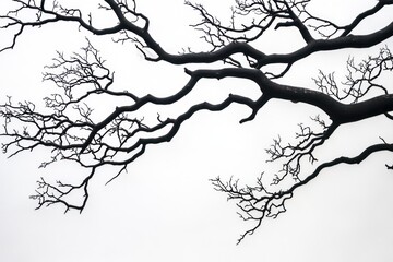 Obraz premium Twisted black tree branches on white background