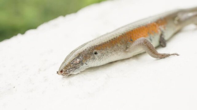 Dead Lizard with Two Visible Bite Marks on Head Lies Motionless on White Surface in Bright Light from Side Angle, Evidence of Predator Attack, Natural Predation Concept