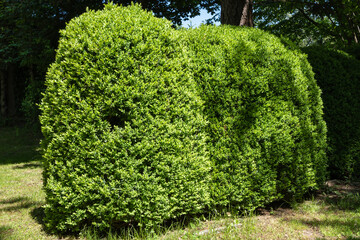 Lush, well-trimmed green hedge boxwood bushes forming dense, rounded barrier in garden setting with trees in background. Nature concept for landscape design