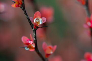 A delicate branch showcases tiny pink flowers adorned with glistening water droplets in spring.