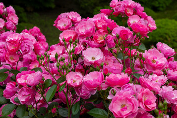 東京散歩　旧古河庭園の満開の薔薇