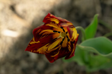 blume filter natur iris tulpe