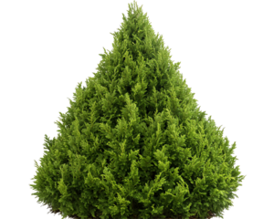 Full, vibrant Christmas tree isolated on transparent or white background. Generative ai