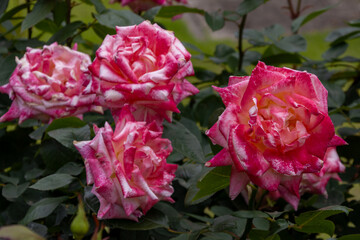 Obraz premium 東京散歩 旧古河庭園の満開の薔薇
