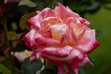 東京散歩　旧古河庭園の満開の薔薇