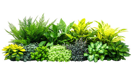 Lush garden of vibrant green foliage isolated on transparent or white background. Generative ai
