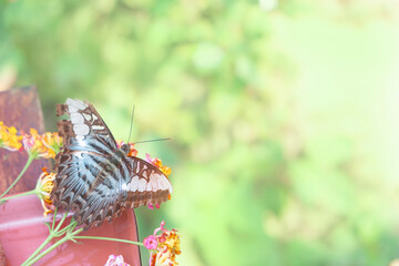 A butterfly with white patterns and brown-blue spots perches on a flower pot, feeding on nectar.