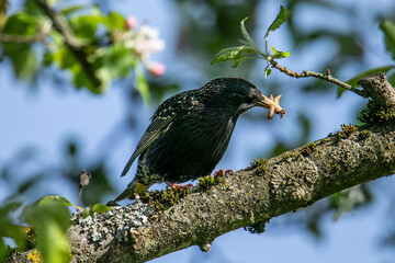 Common starling