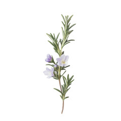 rosemary flowers and leaves isolated on white background