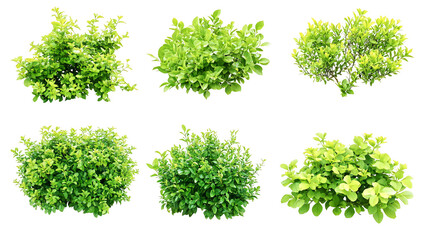 Obraz premium Nine images of various bushes isolated on transparent or white background. Generative ai