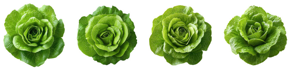 Obraz premium fresh green butterhead lettuce heads on white background