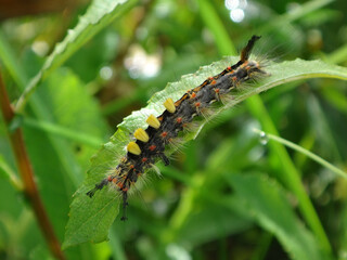 The rusty tussock moth (Orgyia antiqua), also known as vapourer, caterpillar sitting on a half eaten willow leaf