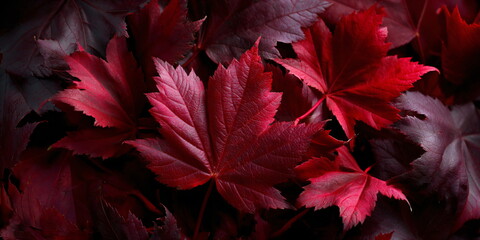 Upper view detail showing rich red autumn foliage layered creating a natural texture background. Fall season nature concept abstract backdrop for design usage.