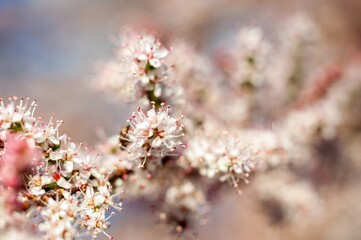 Delicate tamarisk blossoms in soft light reveal nature's intricate details and gentle pastel hues.