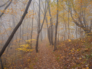 Enchanting hiking trail through idyllic foggy autumn forest in dreamy Plitvice lakes National Park. Spooky fantasy atmospheric mood in autumn woodland