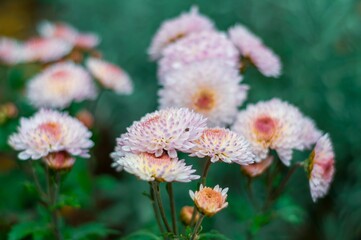 Chrysanthemums with pastel tones bloom beautifully, captured in selected focus and artistic light.