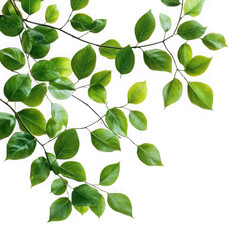 Fototapeta premium Green leaves and branch close up on white background on transparent background