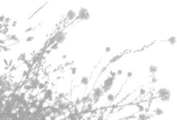 The shadow of the field grass on the white wall. A black and white image to overlay on a photo or mockup