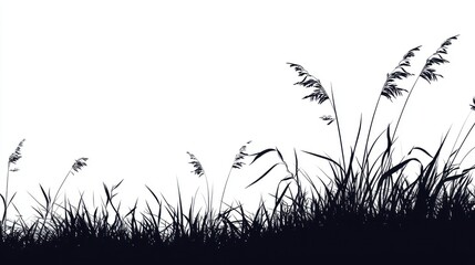 Silhouette of Tall Grasses Against White Background