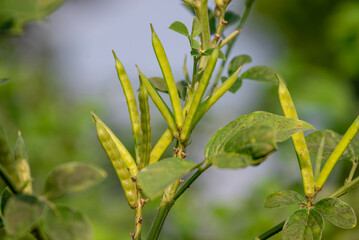 garden fresh indian vegetable green cluster beans or guar beans also known in india as guwar,guvar bean,guar bean on plant in garden