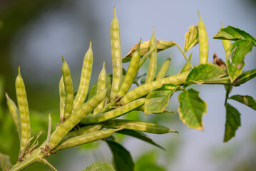 garden fresh indian vegetable green cluster beans or guar beans also known in india as guwar,guvar bean,guar bean on plant in garden