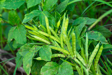 garden fresh indian vegetable green cluster beans or guar beans also known in india as guwar,guvar bean,guar bean on plant in garden