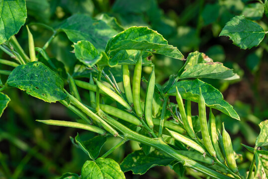 garden fresh indian vegetable green cluster beans or guar beans also known in india as guwar,guvar bean,guar bean on plant in garden