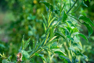 Fototapeta premium garden fresh indian vegetable green cluster beans or guar beans also known in india as guwar,guvar bean,guar bean on plant in garden