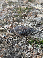 An oriental turtle-dove.