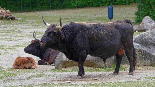 Heck cattle, Bos primigenius taurus, claimed to resemble the extinct aurochs. Domestic highland cattle