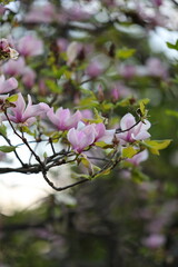 A tree with pink flowers is in the foreground. The flowers are in full bloom and are very pretty