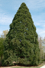 Sequoiadendron gigenteum Riesenmammutbaum