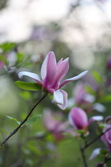 Fototapeta premium A pink flower with a white center is the main focus of the image. The flower is surrounded by green leaves, and it is in a garden setting