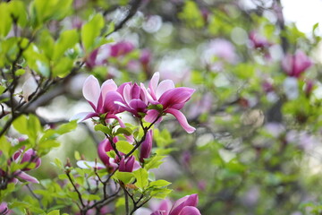 A bunch of pink flowers are blooming on a tree. The flowers are in full bloom and are very pretty