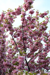 A tree with pink flowers is in full bloom. The tree is tall and has many branches. The sky is clear and blue, and the sun is shining brightly