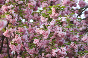 A tree with pink flowers is in full bloom. The flowers are pink and white, and they are scattered throughout the tree. The tree is surrounded by green leaves