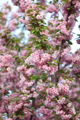 Pink flowers on a tree with green leaves. The flowers are in full bloom and the tree is tall
