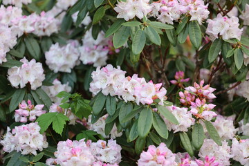 Naklejka premium A bush full of pink flowers with green leaves. Scene is one of beauty and serenity