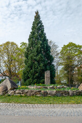 Sequoiadendron giganteum Riesenmammutbaum in einem Kreisverkehr in Schwabach