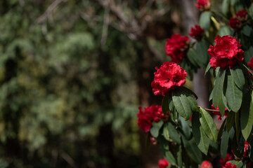 Red rhododendron flowers blooming in spring sunlight