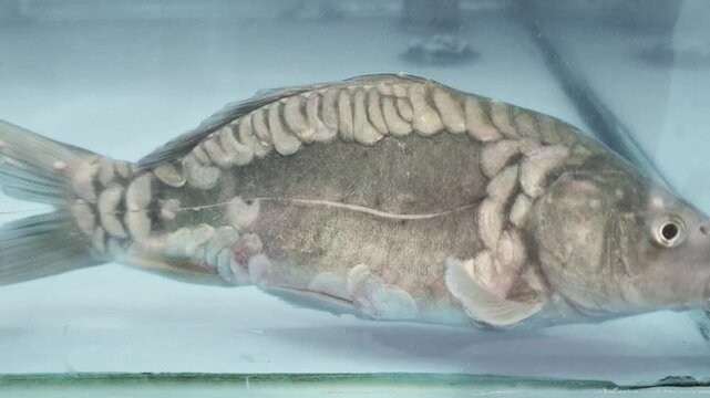 An injured gourami fish with patchy scales is in an aquarium at a local restaurant.
